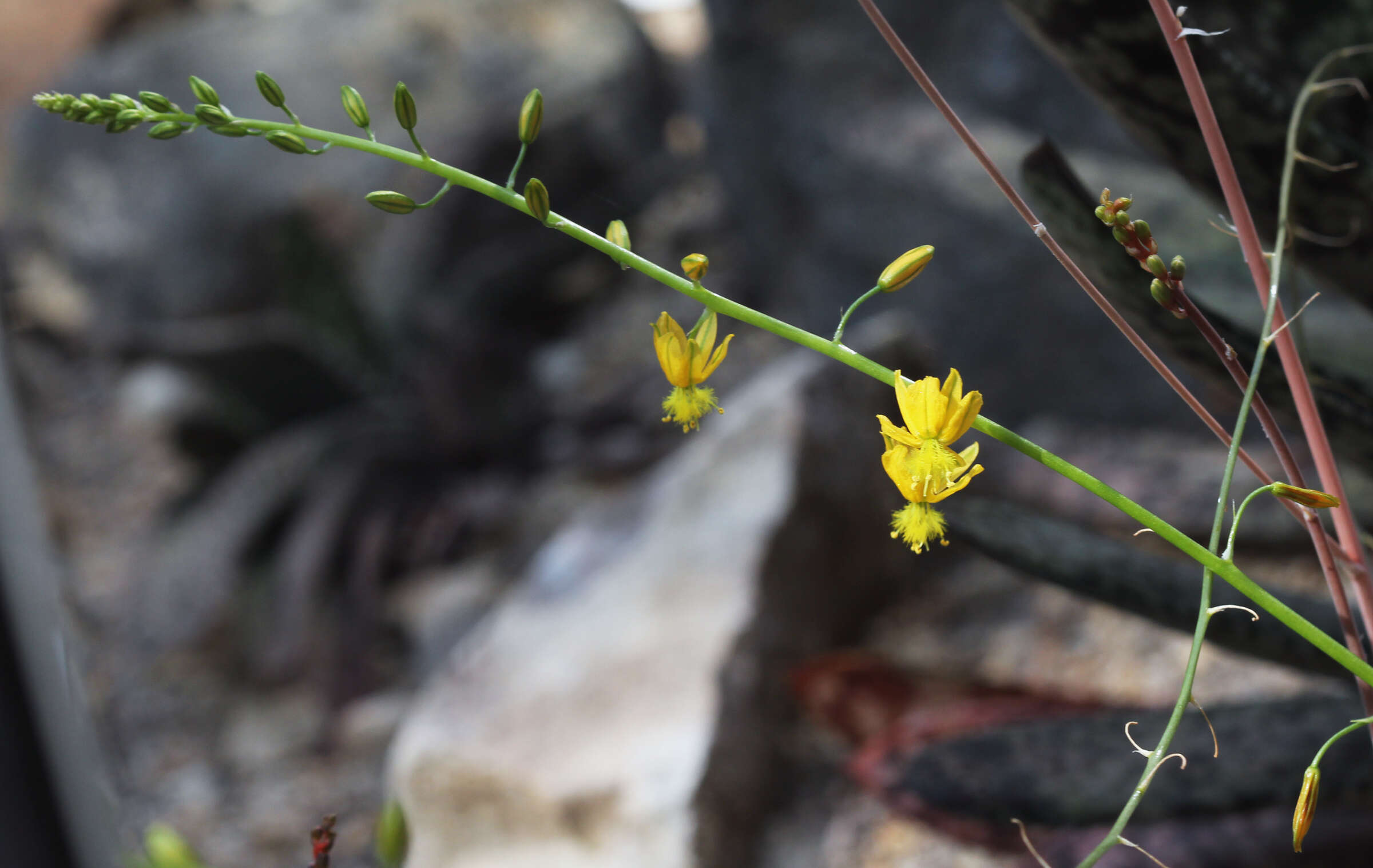 Imagem de Bulbine alooides (L.) Willd.