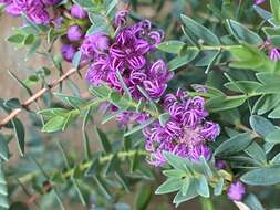 Image of Melaleuca violacea Schau.