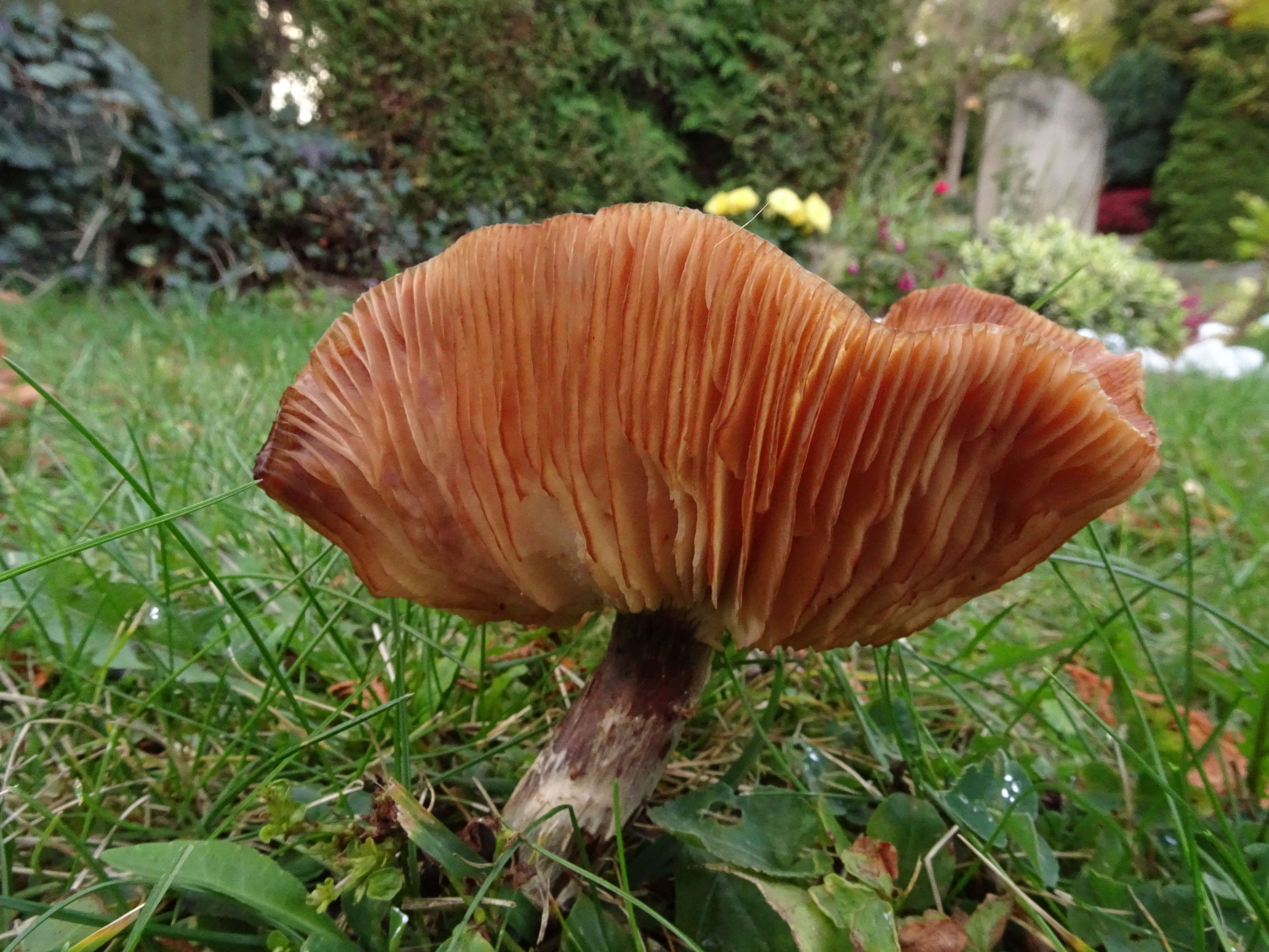 Image of Macrolepiota procera (Scop.) Singer 1948