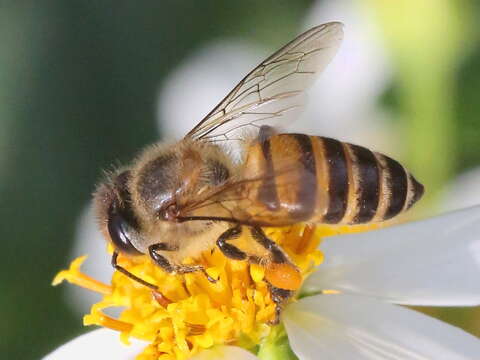 Image of Apis cerana Fabricius 1793