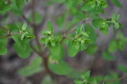 Image of cancer weed