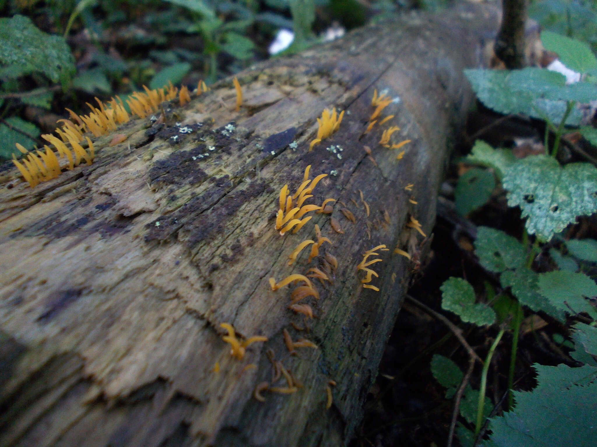 Image of Calocera cornea (Batsch) Fr. 1827