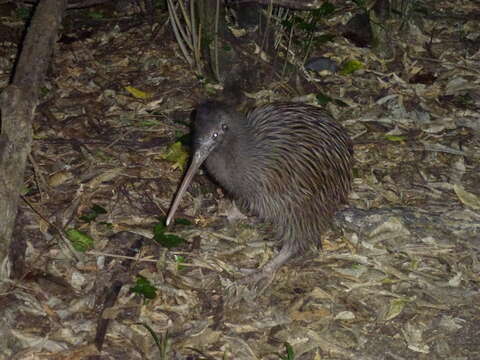 Image of Okarito Brown Kiwi