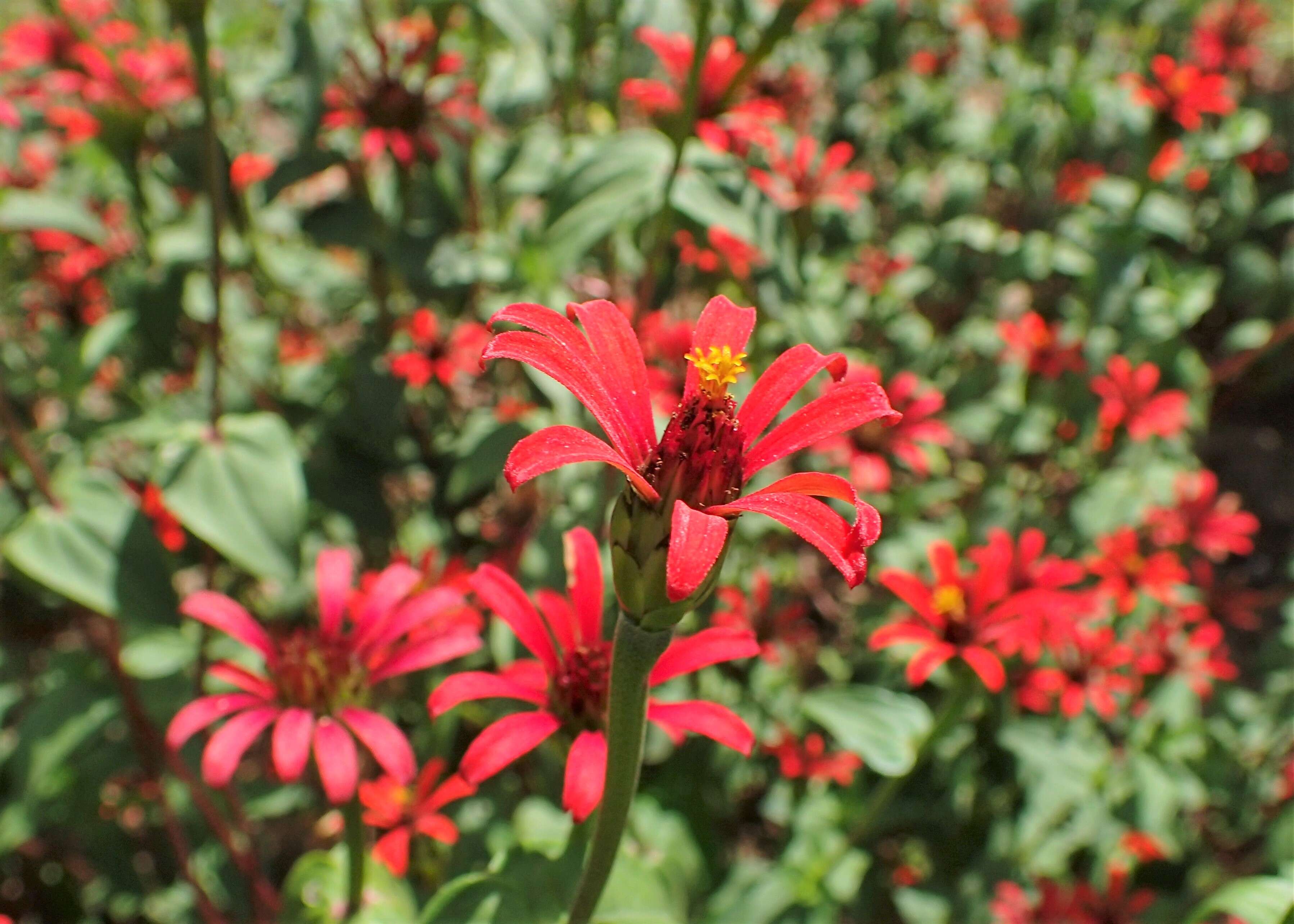 Image of Peruvian zinnia