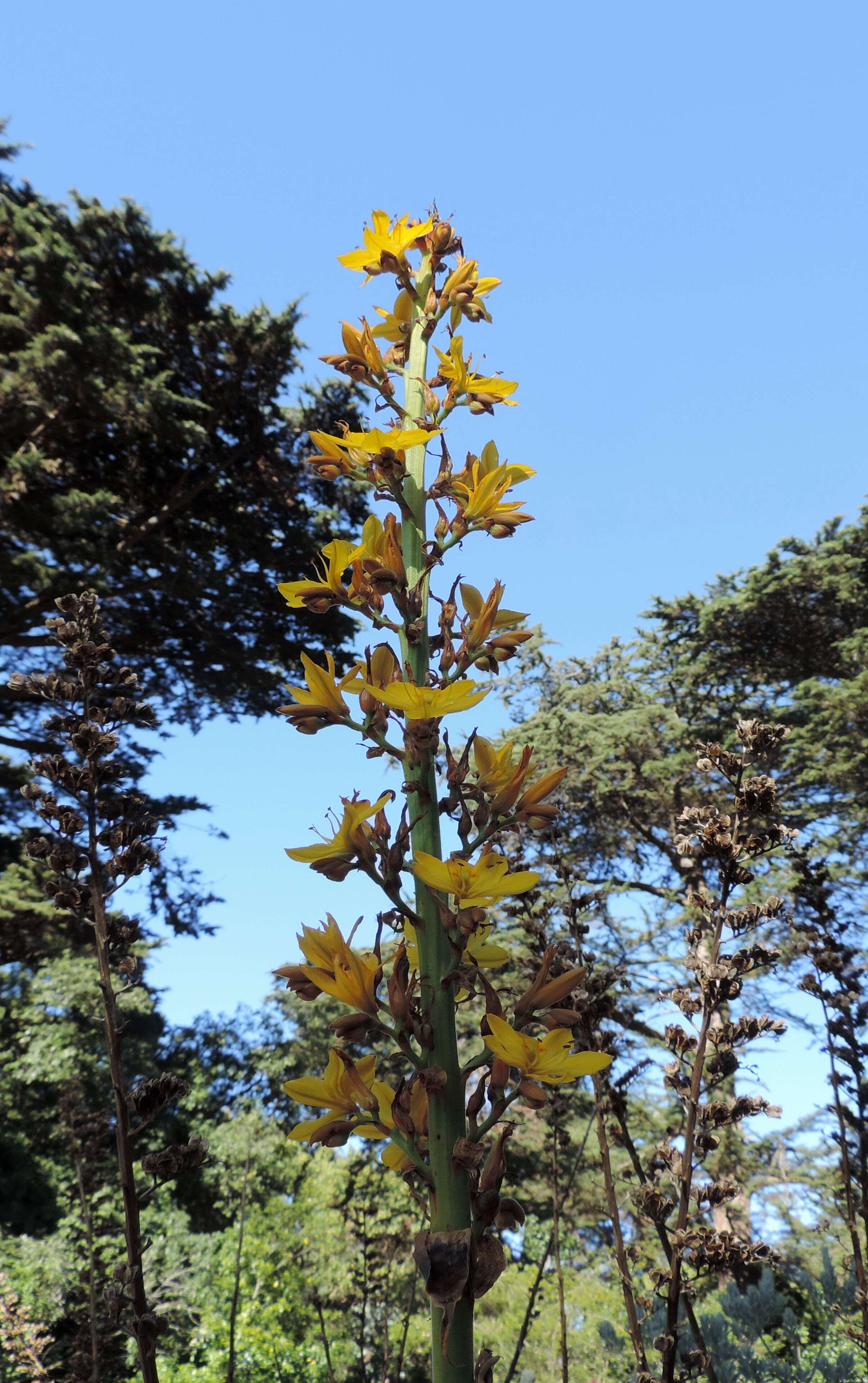 Image of Wachendorfia thyrsiflora Burm.