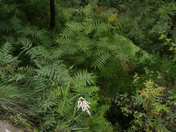 Image of Himalayan sorbaria