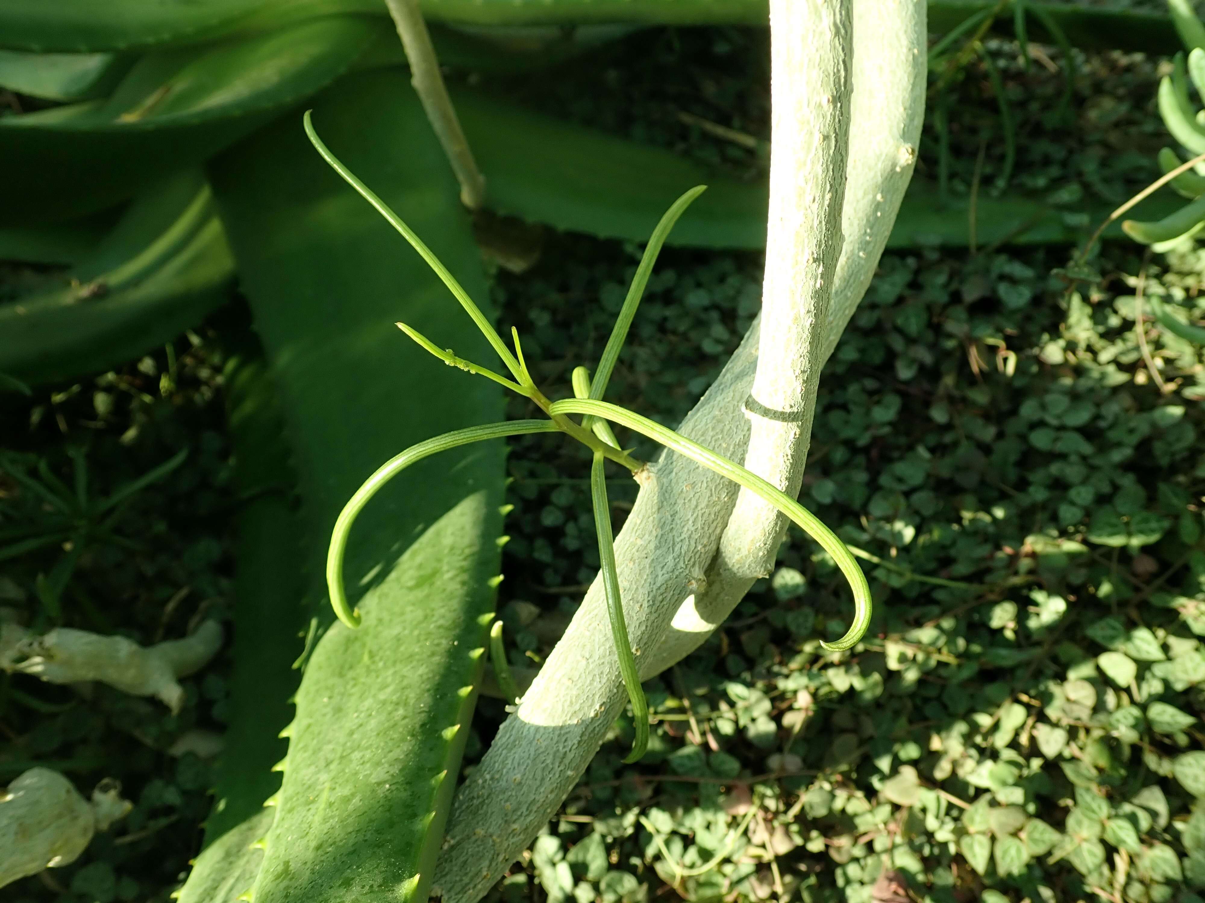 Image of Senecio antandroi S. Elliot