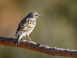 Image of Altai Accentor