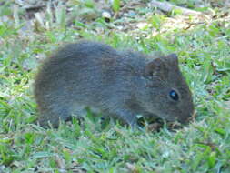 Image of Brazilian Guinea Pig