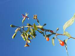 Image of matrimony vine