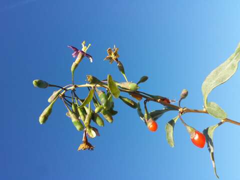 Image of matrimony vine