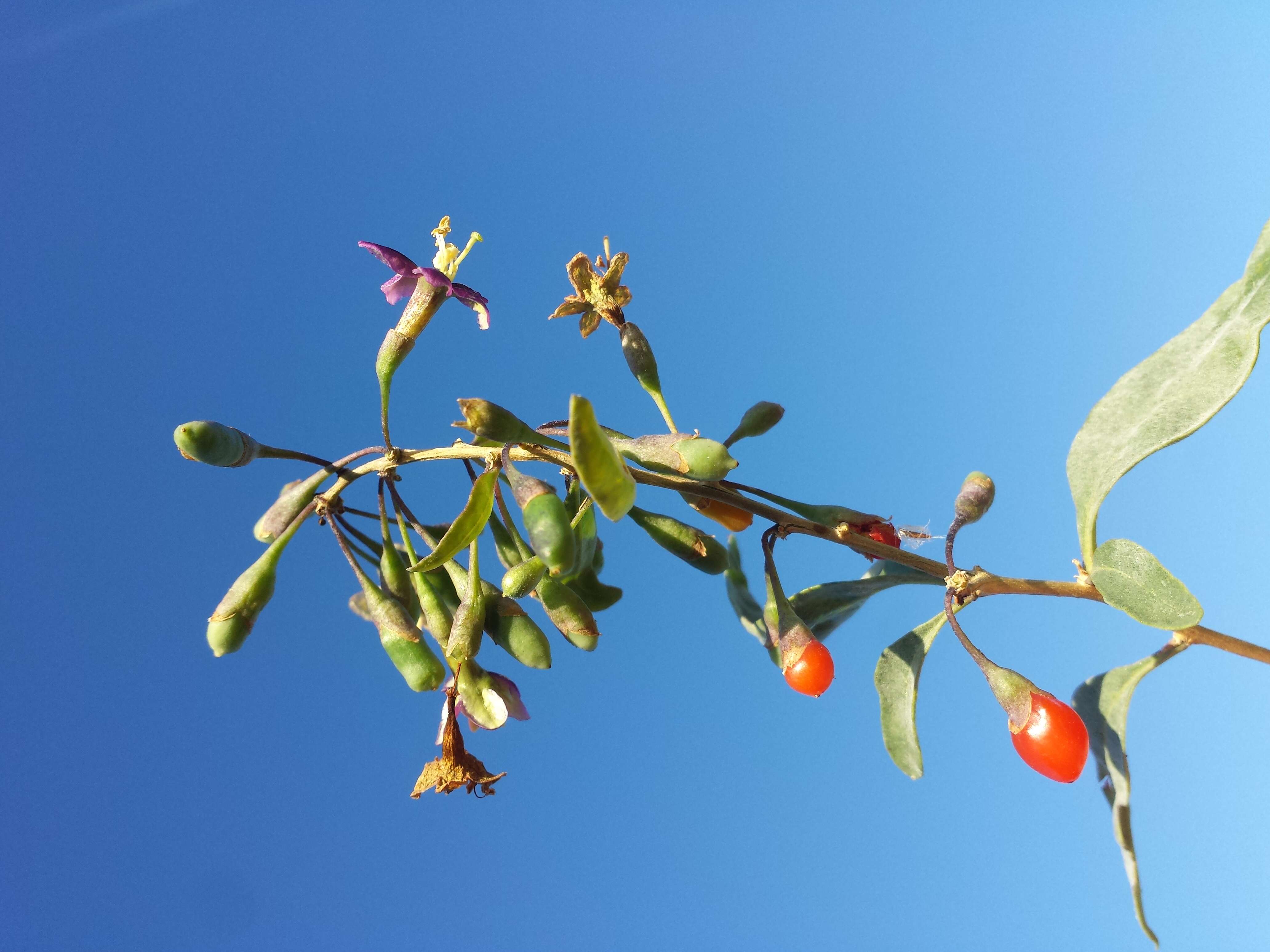 Image of matrimony vine