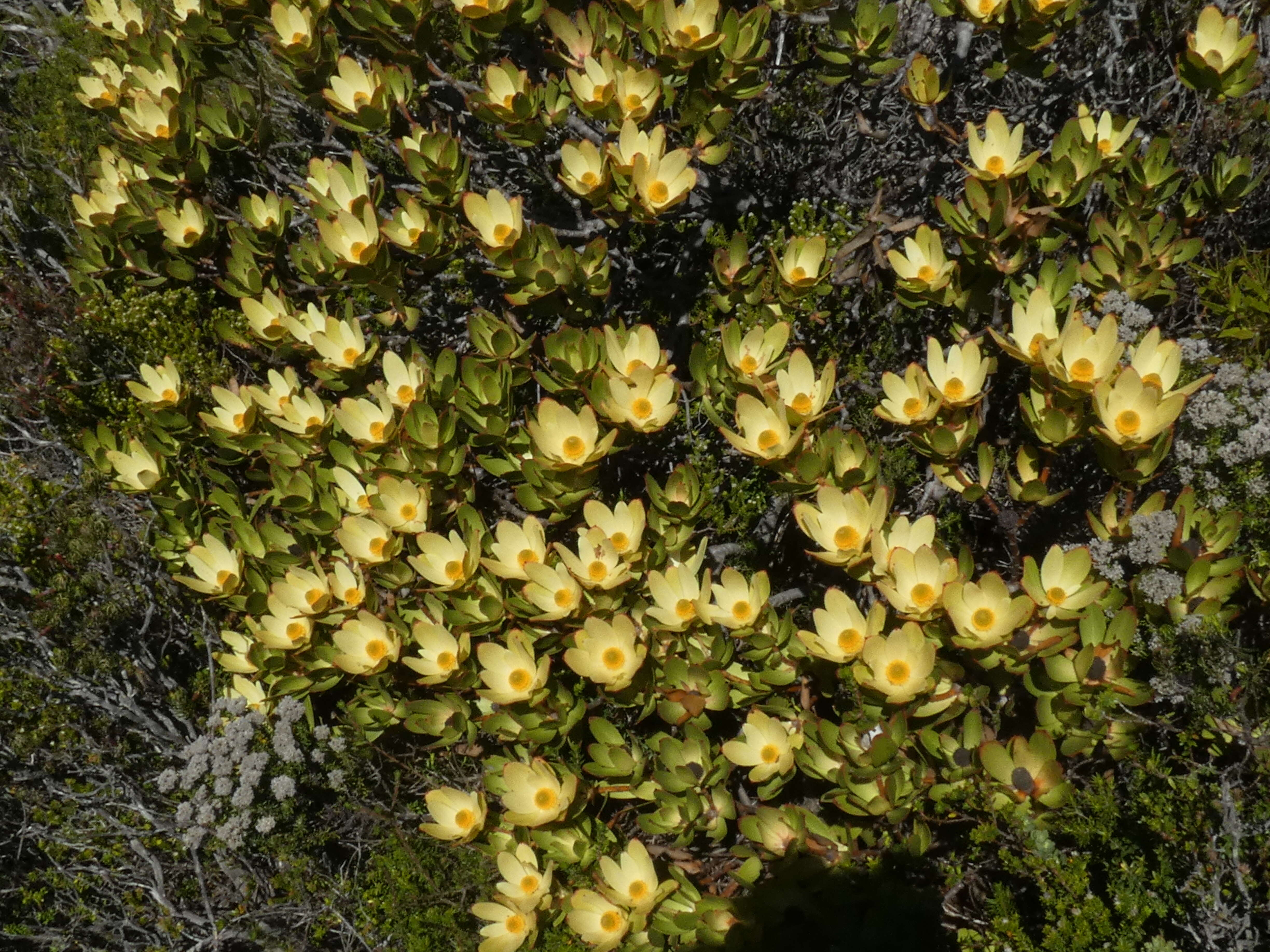 Image of Leucadendron gandogeri Schinz ex Gand.