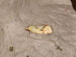 Image of Agapeta