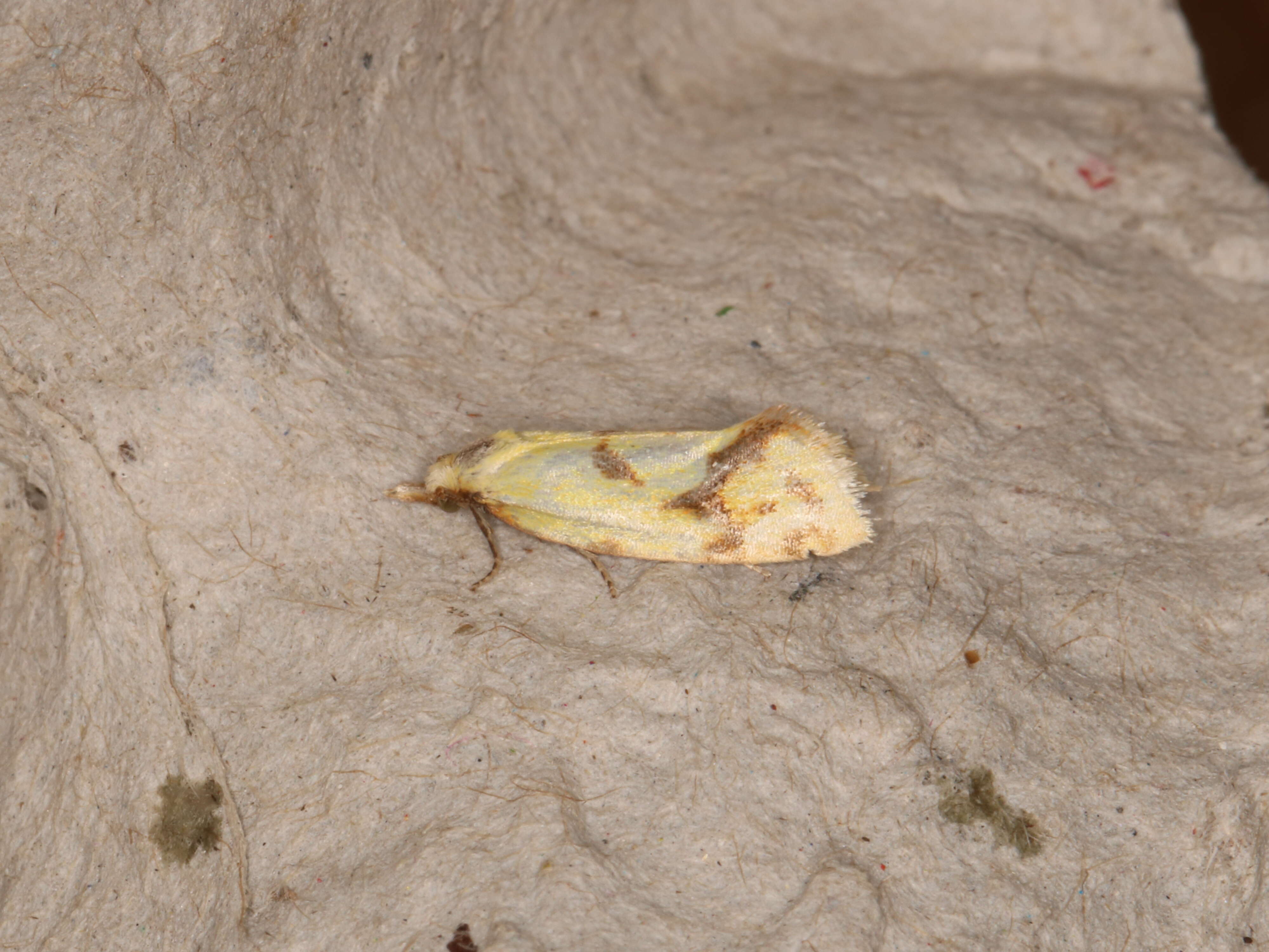 Image of Agapeta