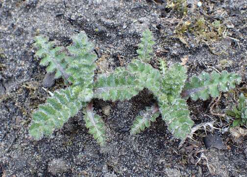 Image of dwarf thistle