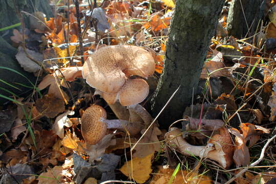 Image of Armillaria ostoyae (Romagn.) Herink 1973