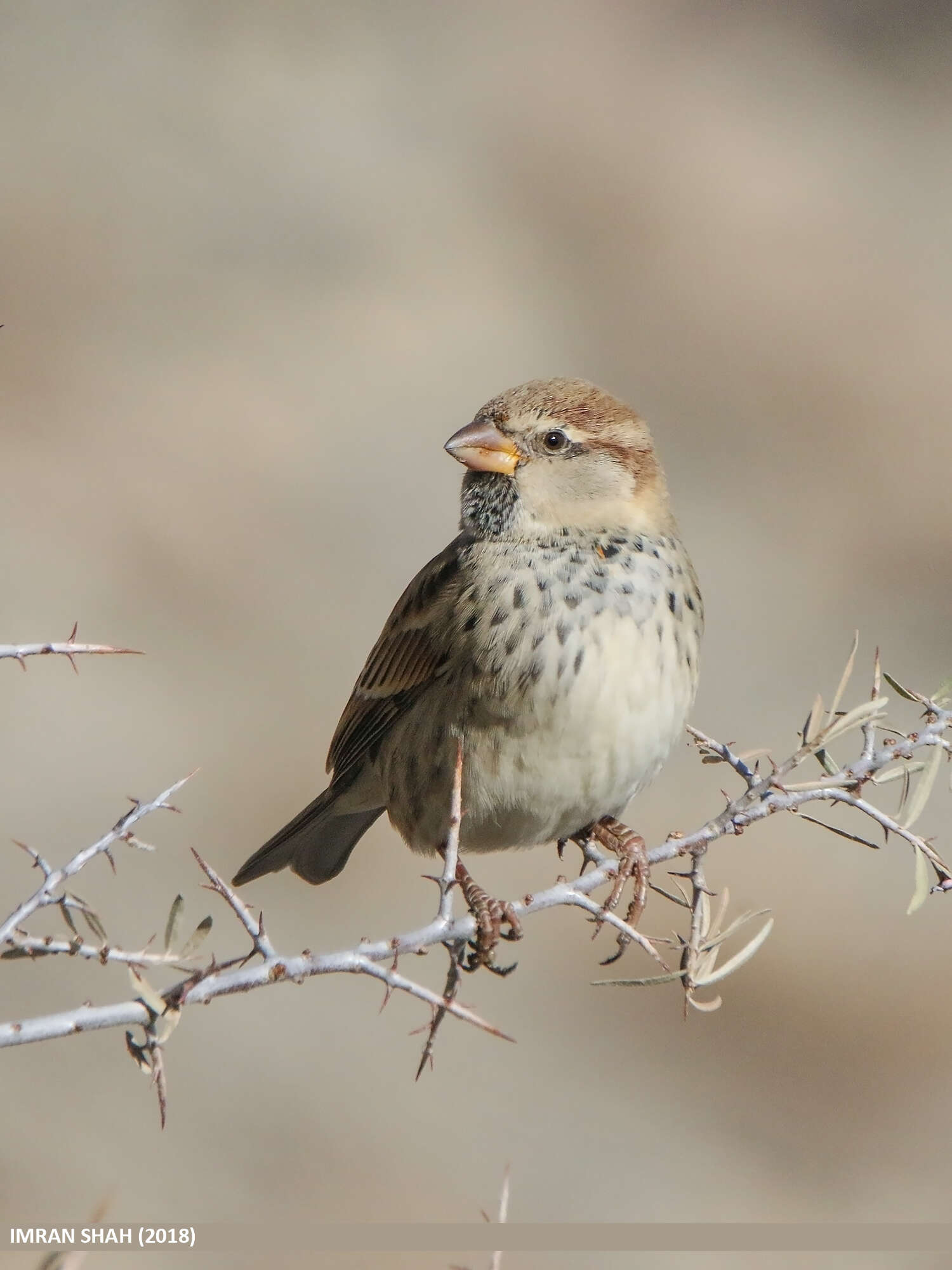 Image of Spanish Sparrow