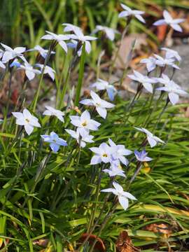 Image of Ipheion