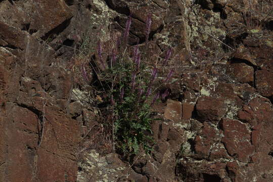 Image of cutleaf thelypody