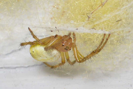 Image of Six-spotted Yellow Orbweaver