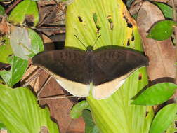 Image of Tanaecia lepidea Butler 1868