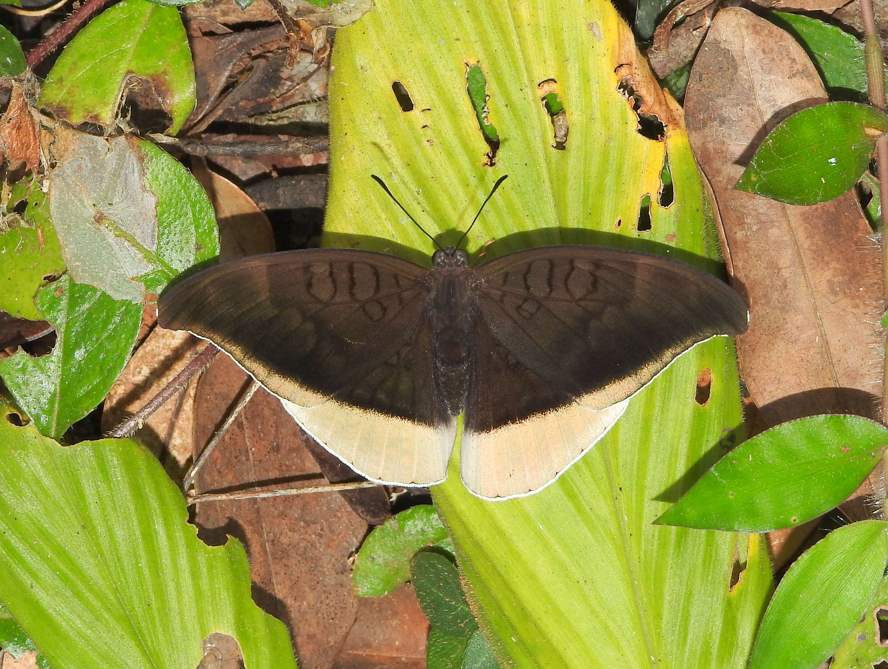 Image of Tanaecia lepidea Butler 1868