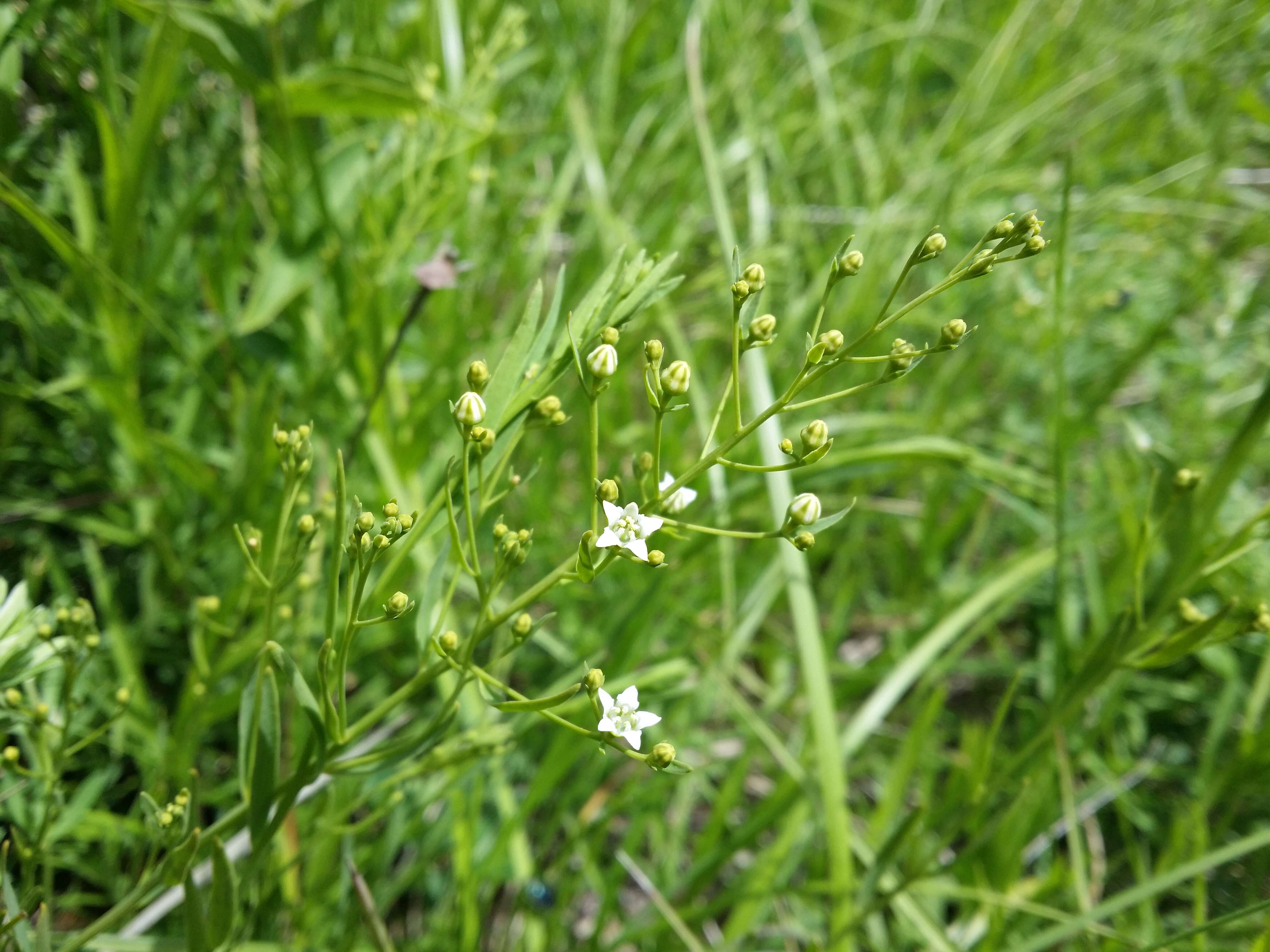 Image de Thesium linophyllon L.