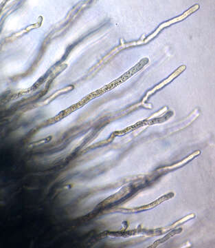 Image of Conidiobolus