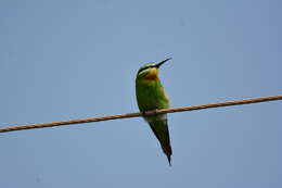 Image of Blue-cheeked Bee-eater