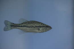 Image of black bass