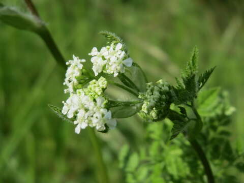 Image of garden chervil