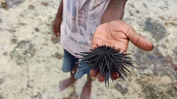 Image of sea urchins