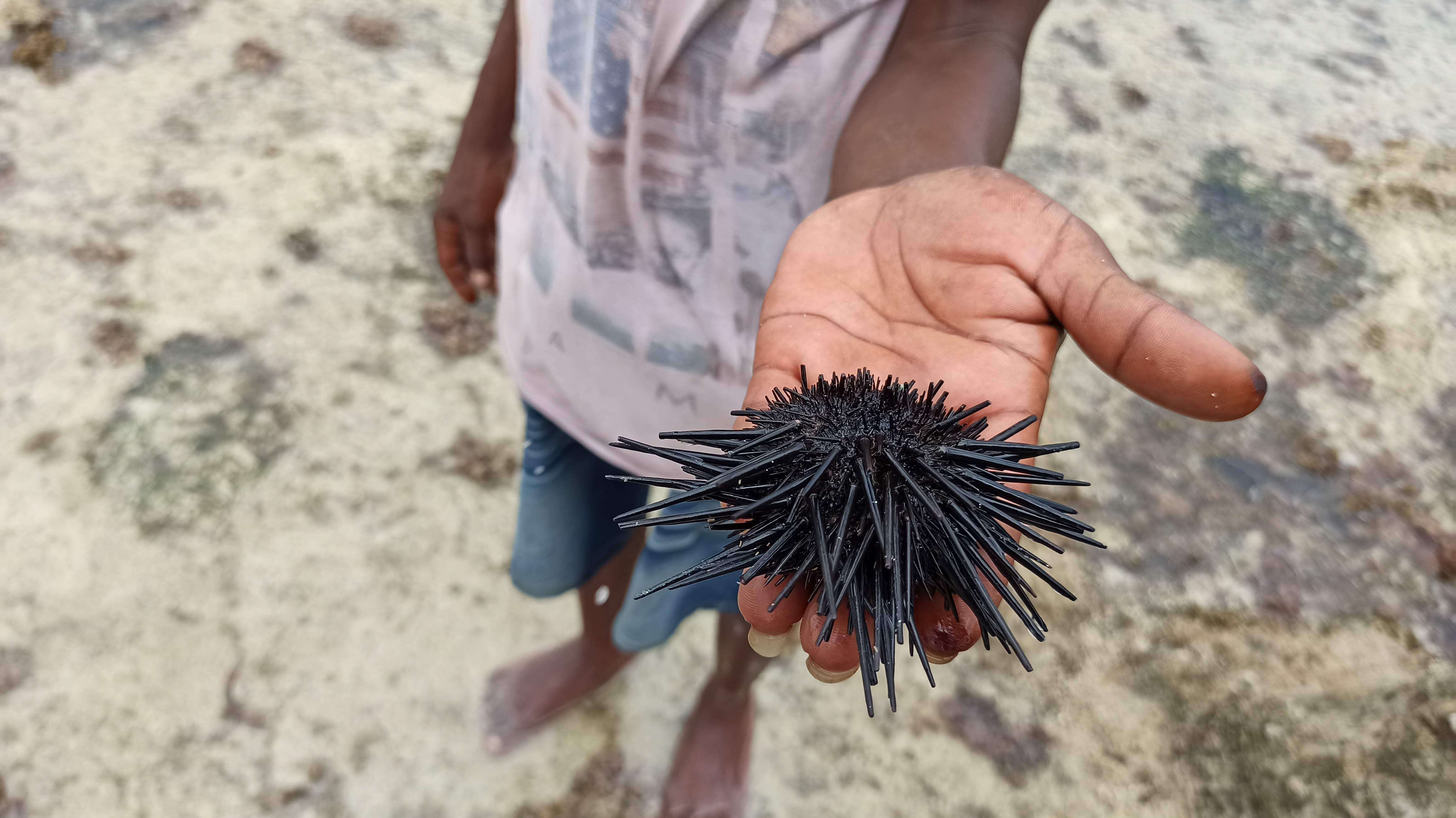 Image of sea urchins