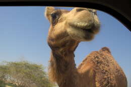 Image of Dromedary