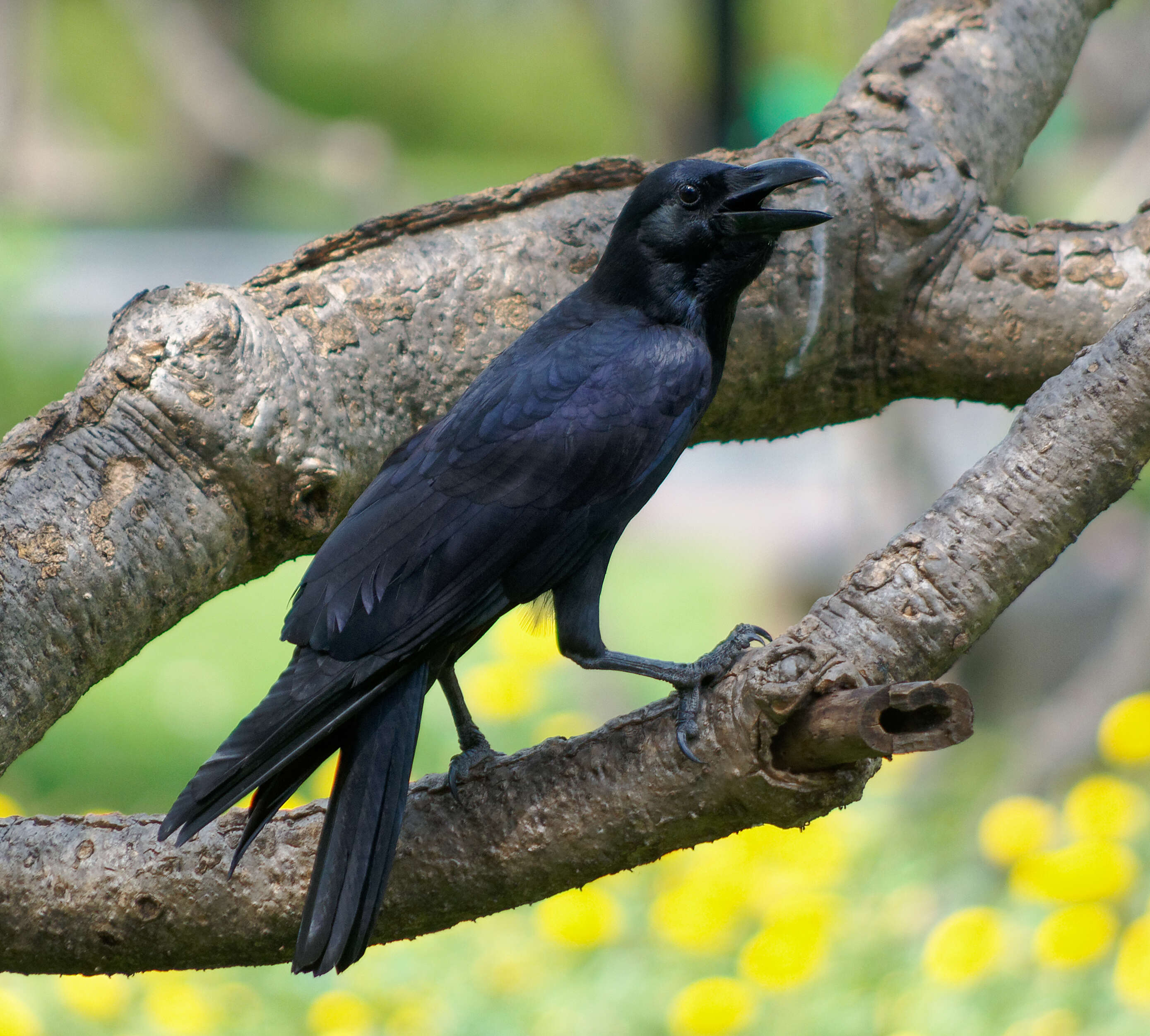 Imagem de Corvus macrorhynchos Wagler 1827