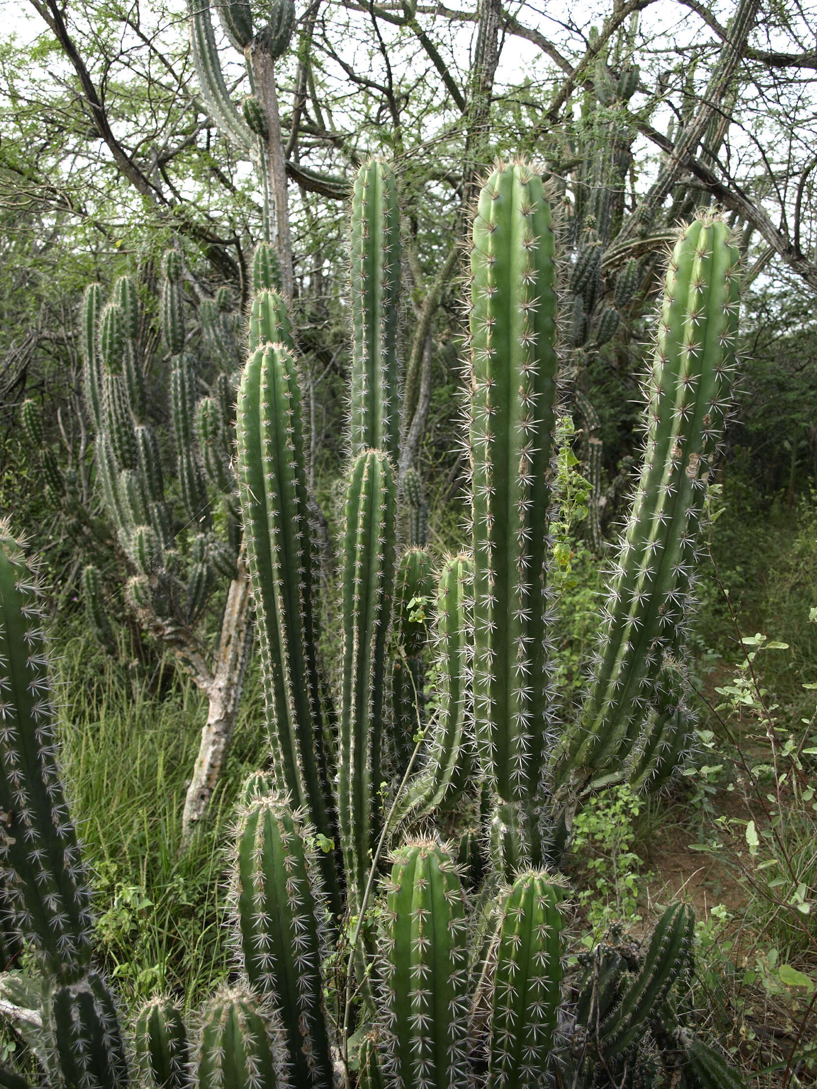 Image of Spanish stenocereus