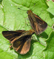 Image of Dun Sedge Skipper