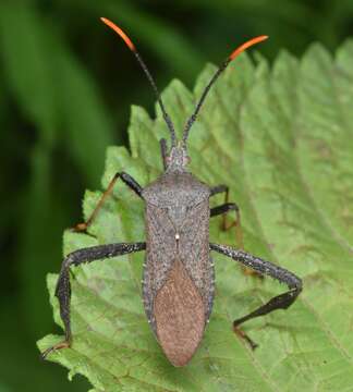 Image of Acanthocephala