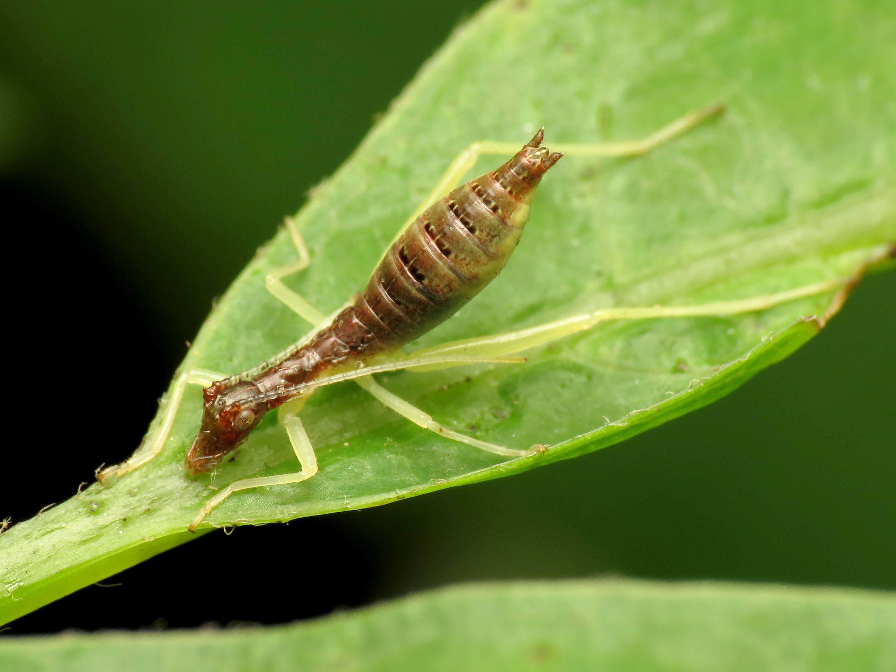 Image of Two-spotted Tree Cricket