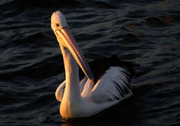 Image of Australian Pelican