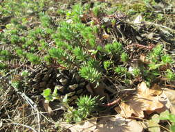 Слика од Petrosedum rupestre (L.) P. Heath