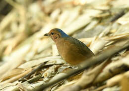 Image of Blue-naped Pitta