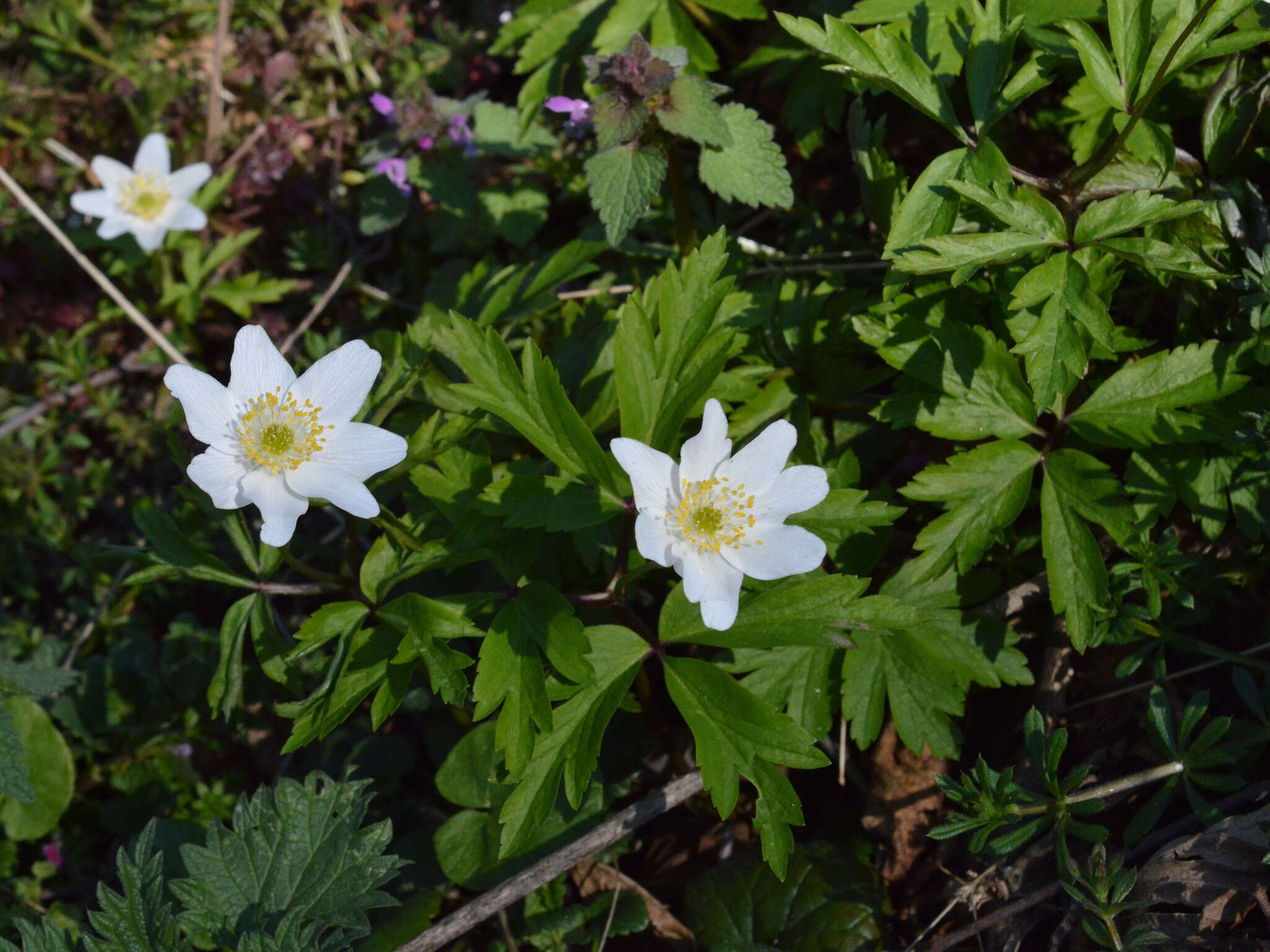 Image of European thimbleweed