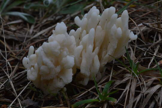 Image of Clavulina coralloides (L.) J. Schröt. 1888