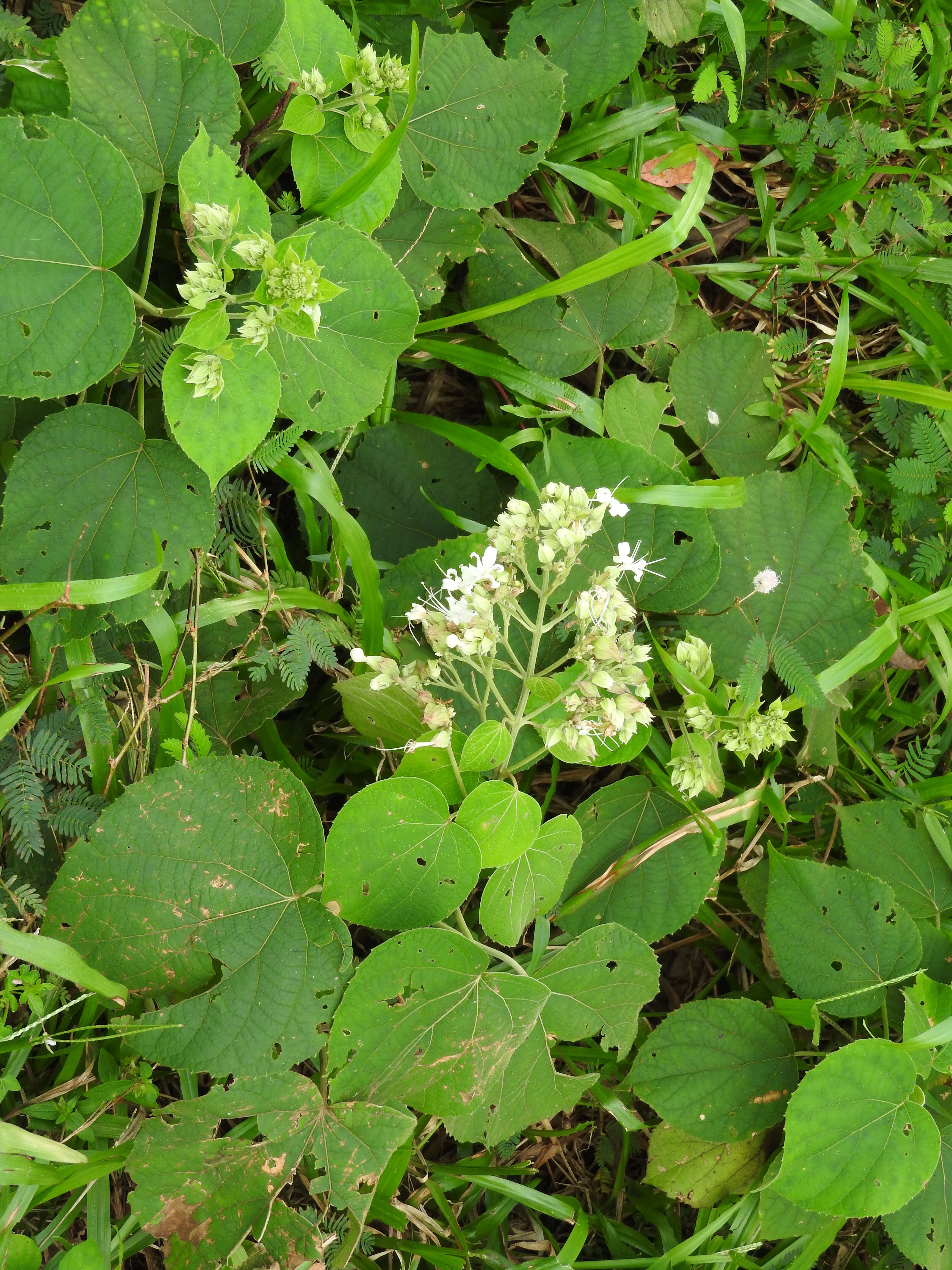 Image of Clerodendrum infortunatum L.