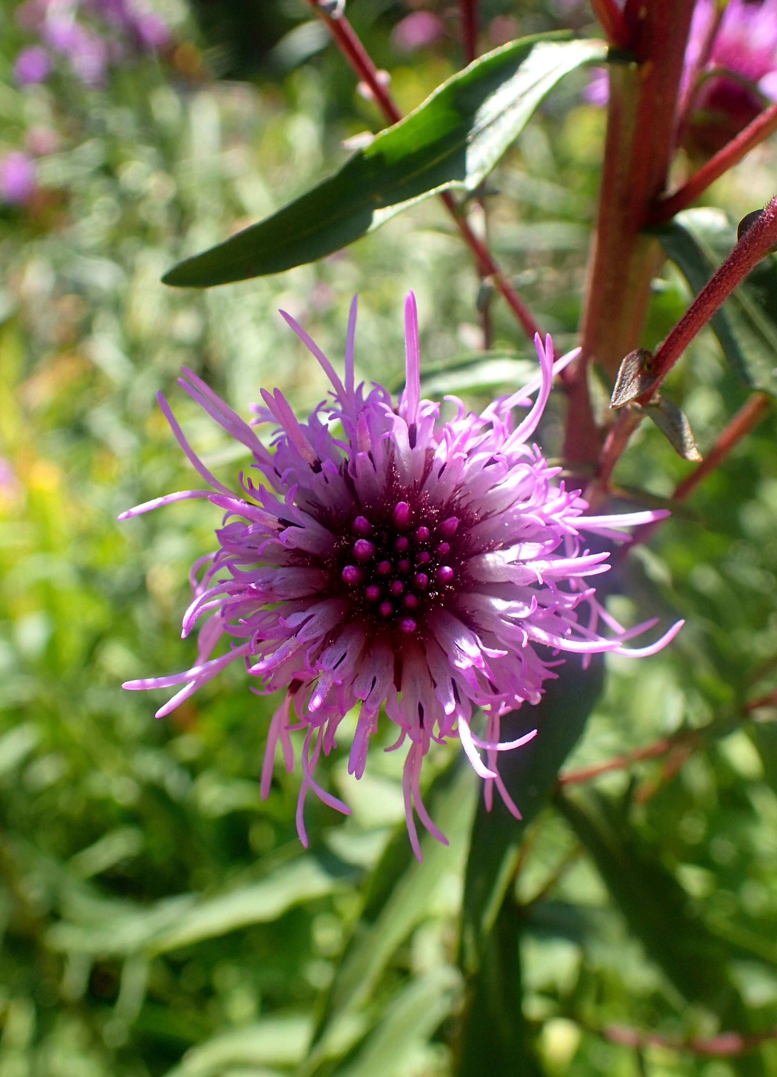 Слика од Liatris scariosa (L.) Willd.