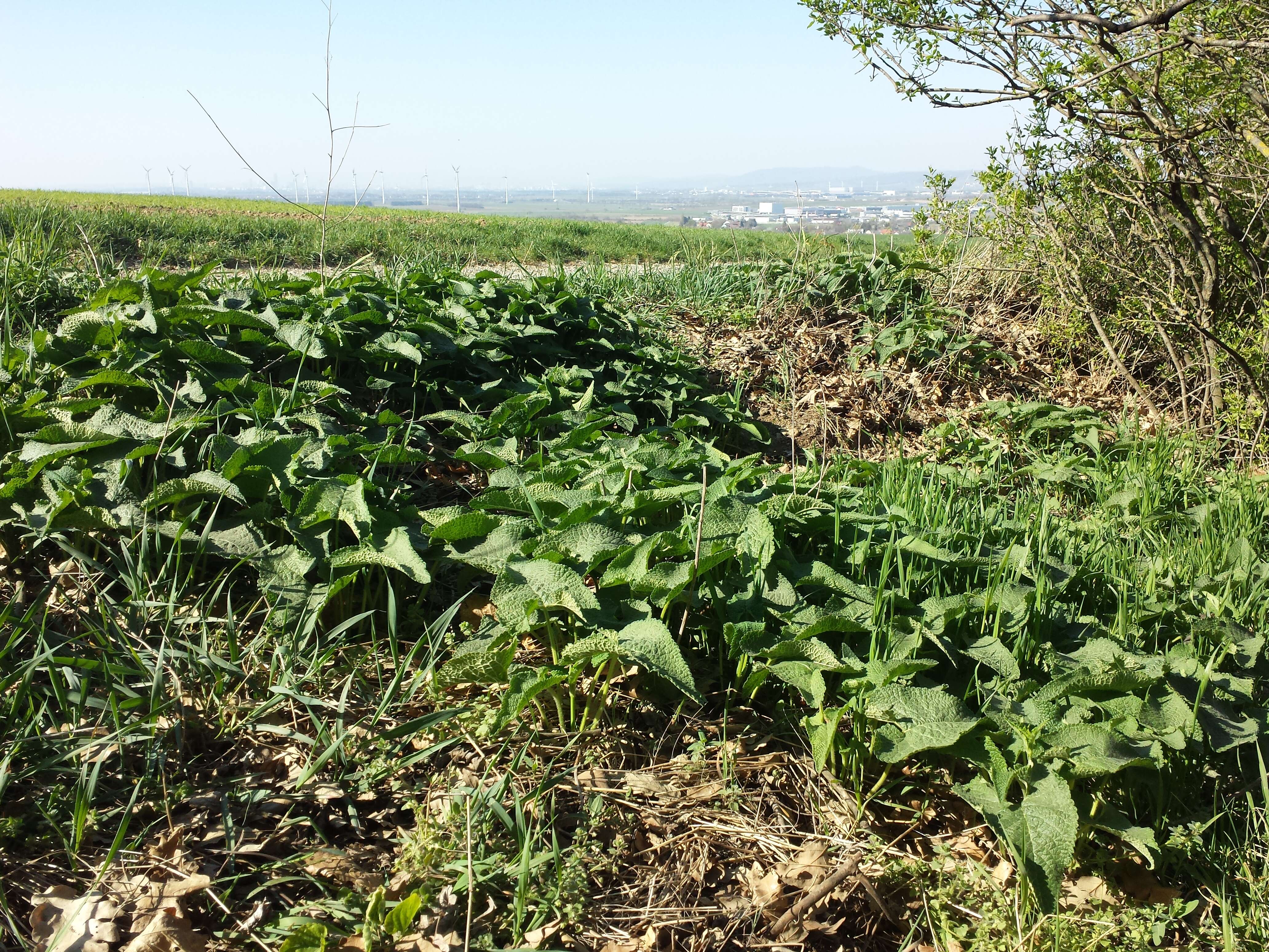 Слика од Phlomoides tuberosa (L.) Moench