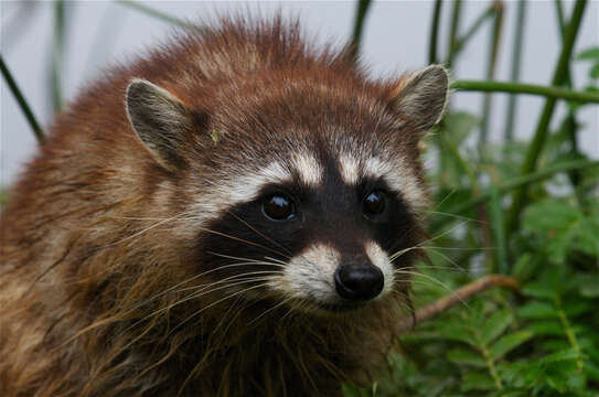 Image of raccoons