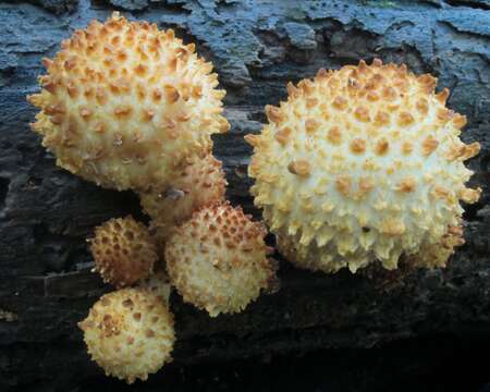 Image of Pholiota squarrosoides (Peck) Sacc. 1887